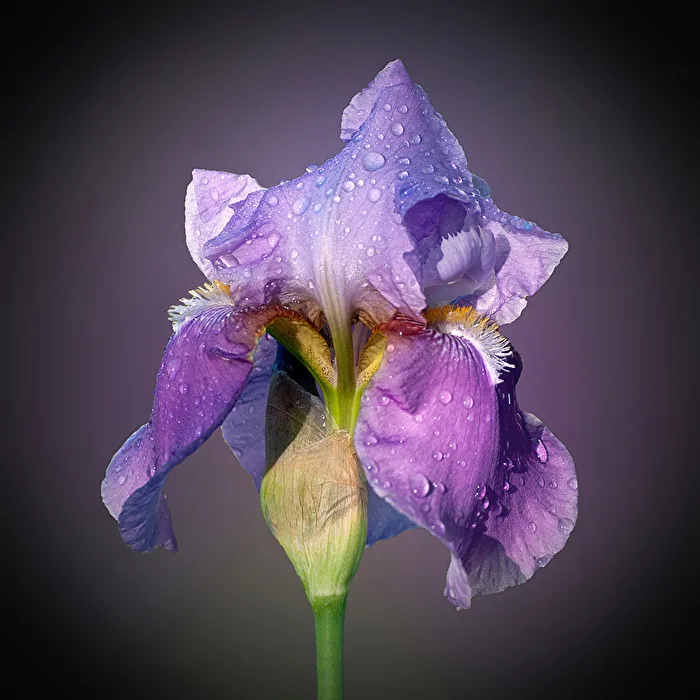 The color purple...
