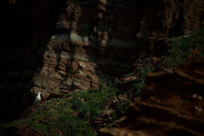 Helgoland, Möwe an Steilküste