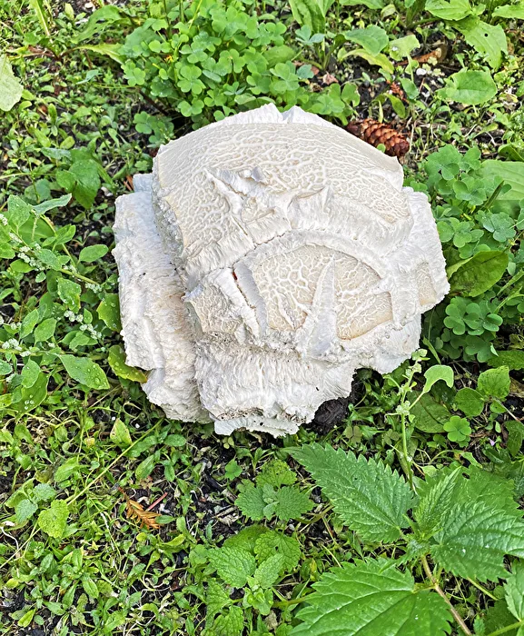 Riesenbovist
