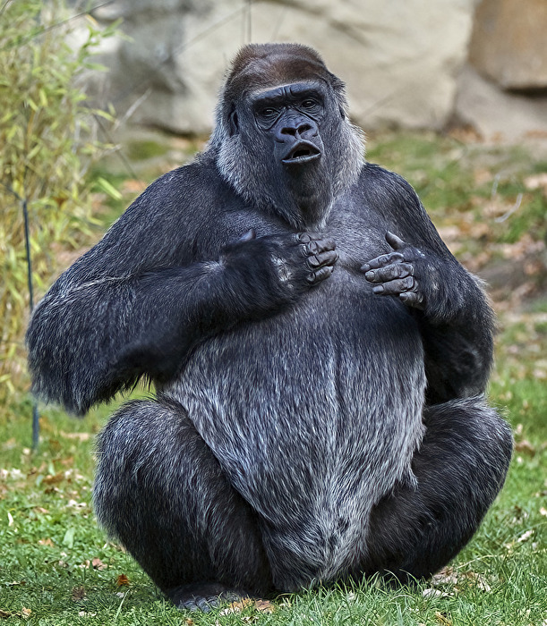 Gorilla 3