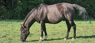 Pferd