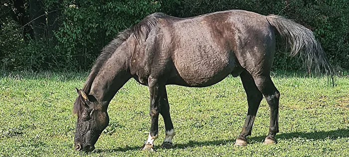 Pferd