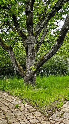 Kirschbaum