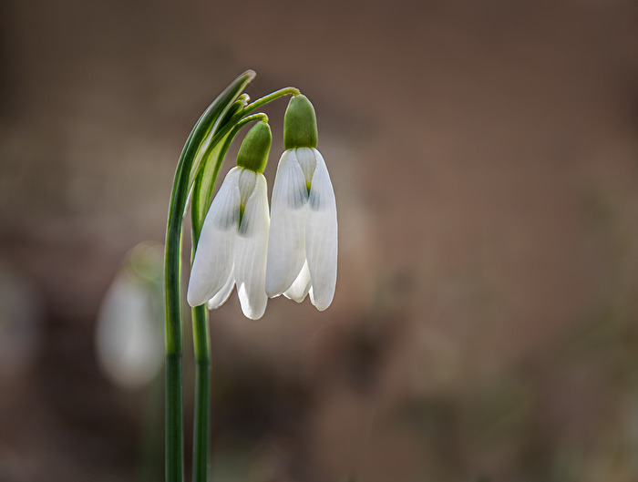 Schneeglöckchen
