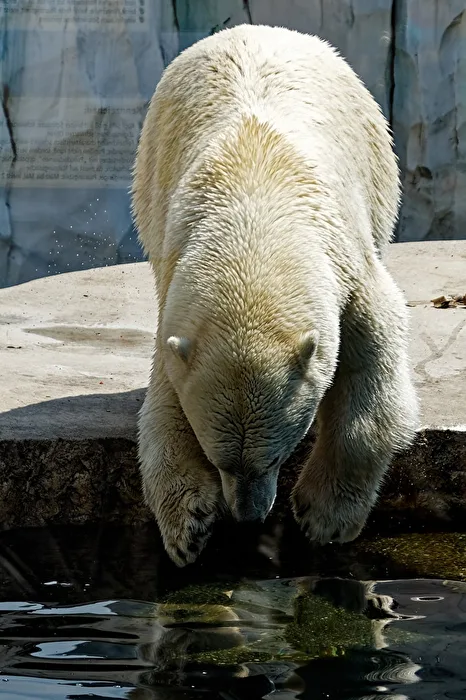 Polar Bear