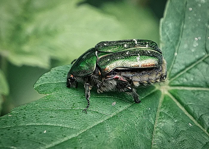 Golden Rose Beetle (Side Profile)