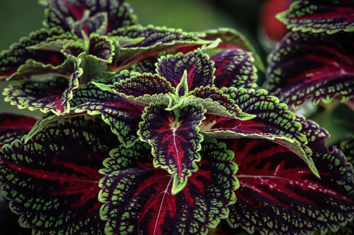 Coleus in full splendor