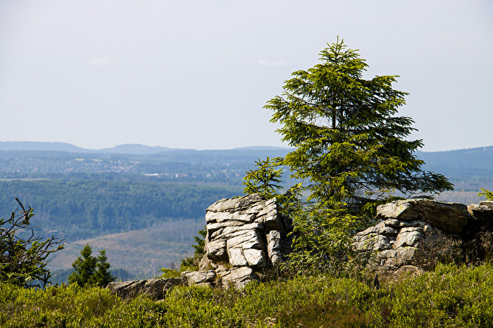 Klippe im Harz