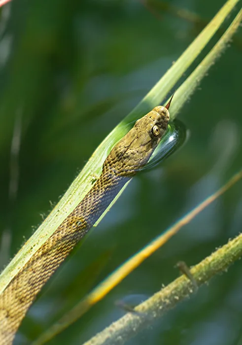 Culebra de agua