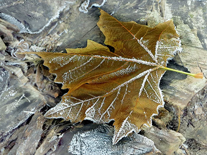 Winter