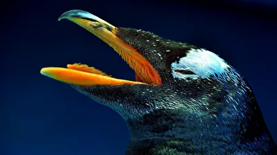 der Eselspinguin