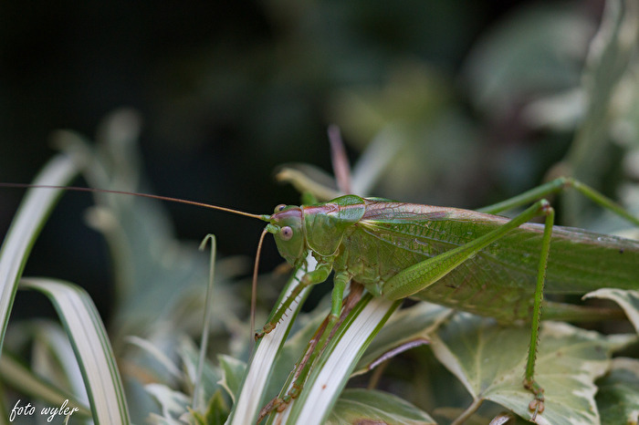 Heuschrecke im Gras