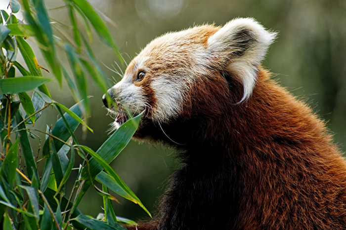 Roter Panda ( Katzenbär )
