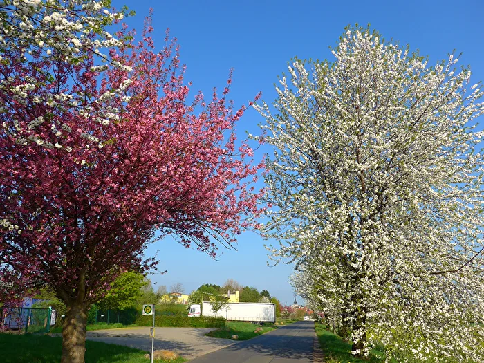 Rote und weiße Blüten