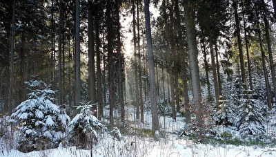 Wald