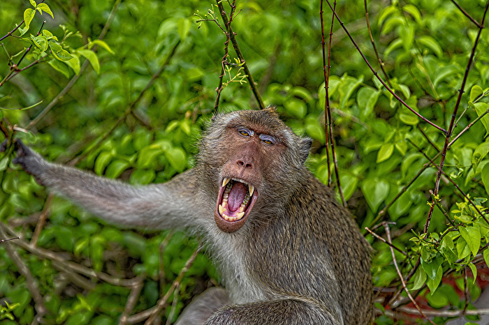 Komm nicht näher Mensch