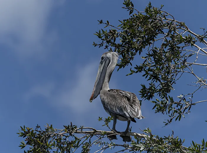 Pelican Wildlife in Cuba