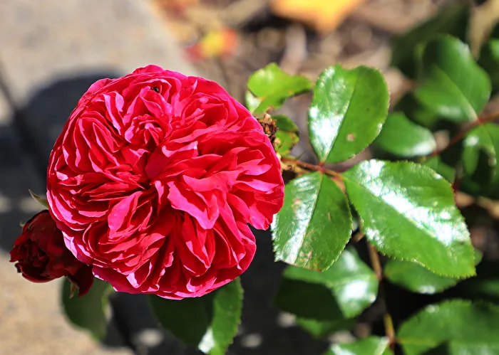 Rose