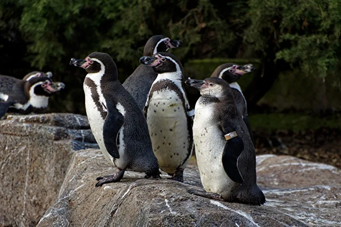 Pinguini