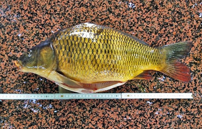 Fisch