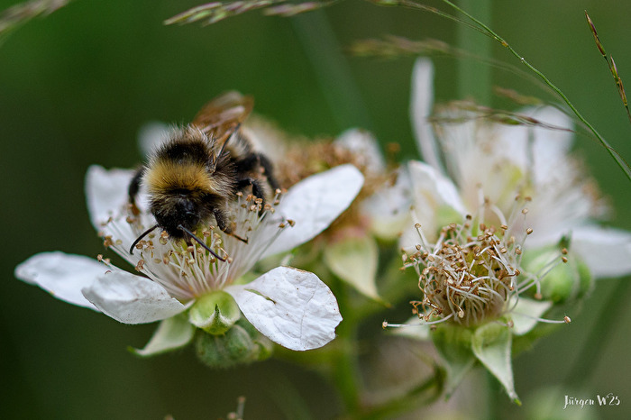 Erdhummel am Nektar