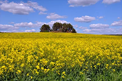 Rapsblüte