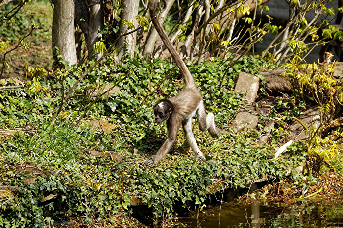 Klammeraffe
