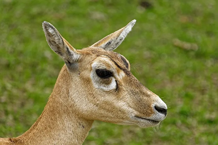 Sable Antelope