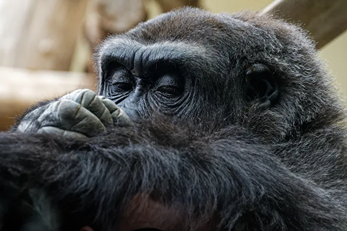 Gorilla
