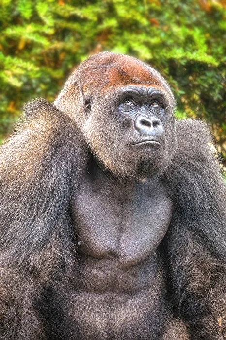 Gorilla 3