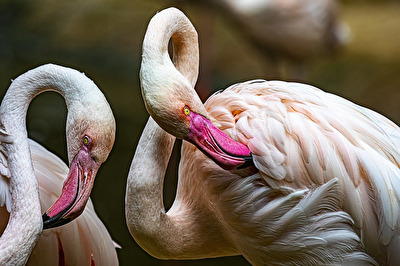 Flamingos