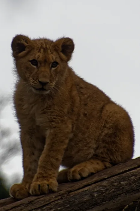 young lion