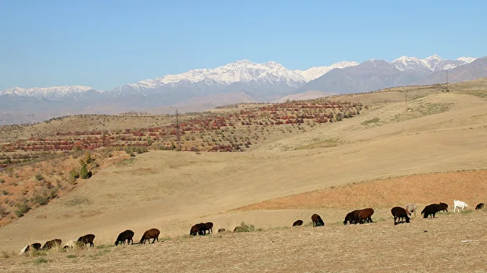 Ziegen - gleich hinter der Hauptstadt ... (Dushanbe, Tajikistan)