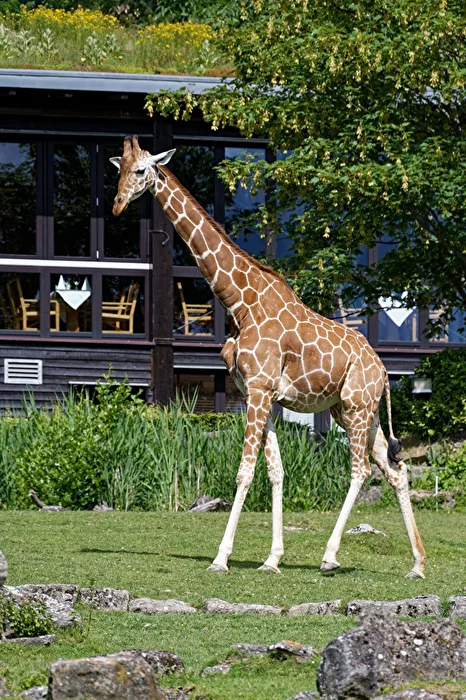 Giraffe
