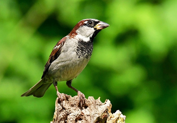 " Tschilp der freche Spatz "