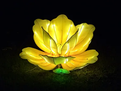 Licht - Blüte