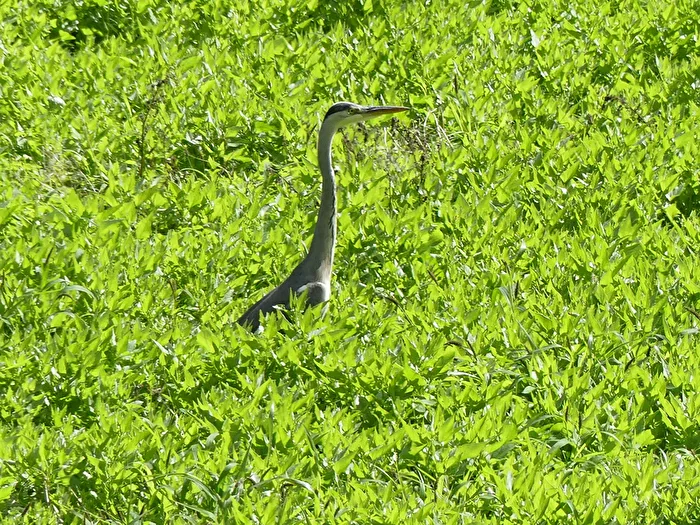 Heron