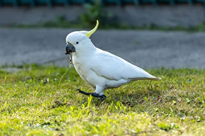 Sulphur-crested Cockatoo mit Frühstück