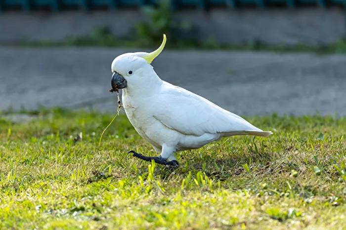 Sulphur-crested Cockatoo having breakfast