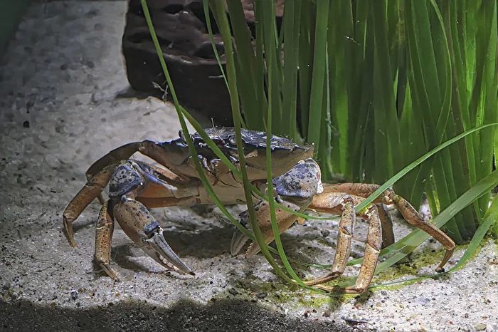 Sea animals 1