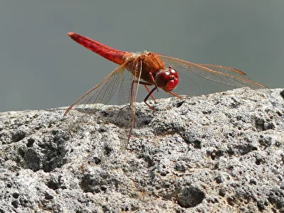 Libelle