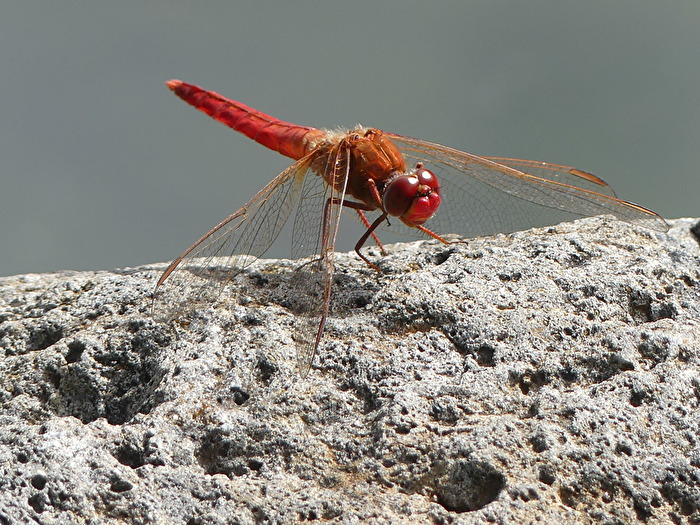Libelle