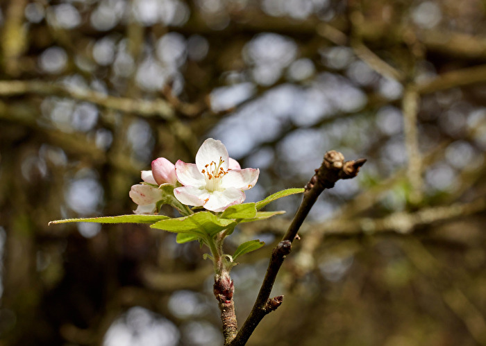 Frühling im Herbst