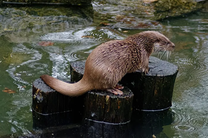 Otter