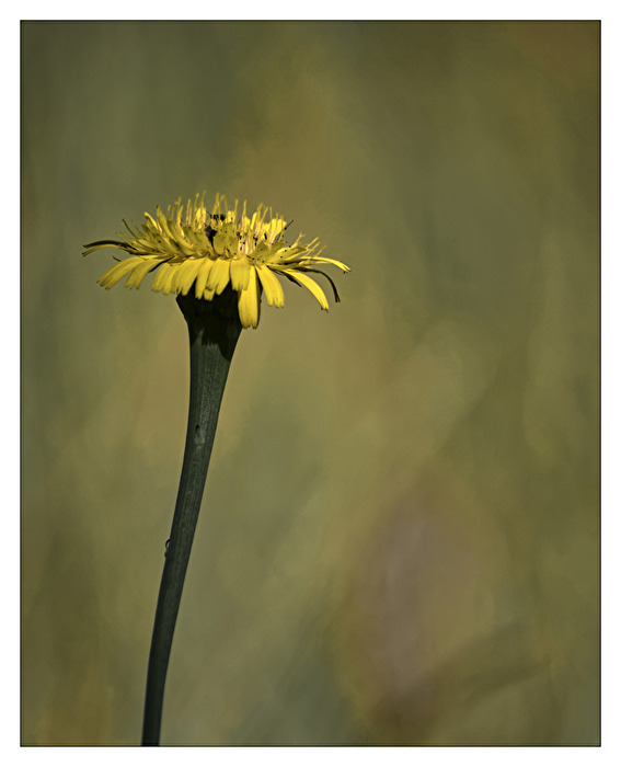 fragil und vergänglich