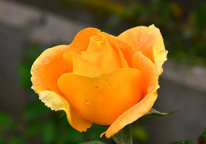 Rose blossom in the morning dew