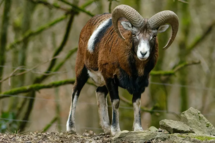 Mouflon