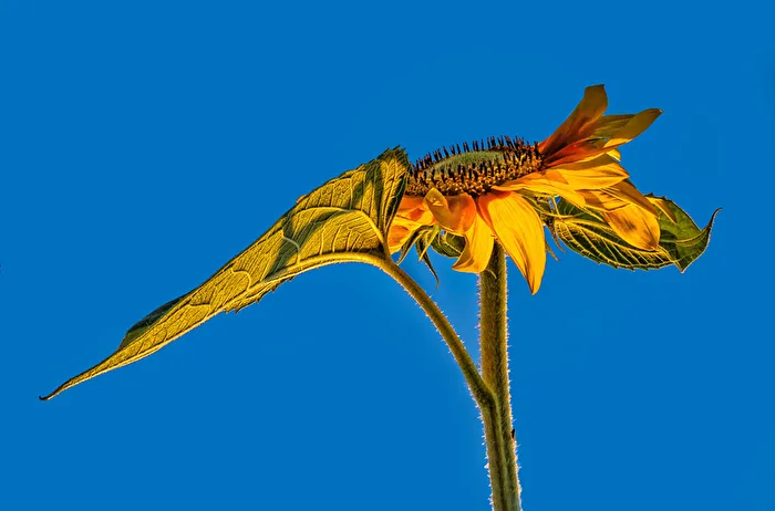 Ein Herz für Blumen