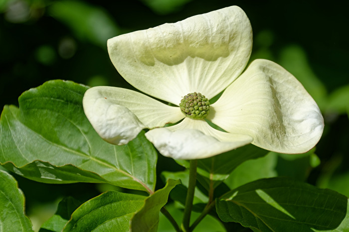 Blüte