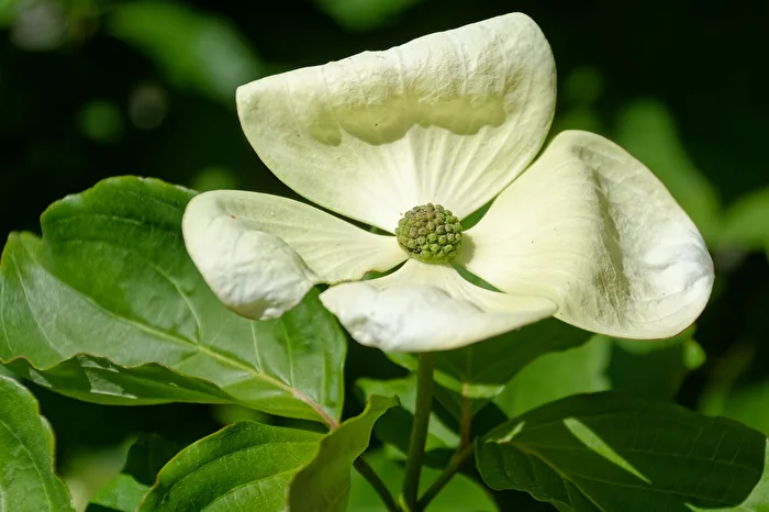 Blüte